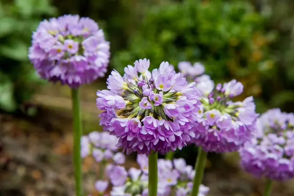 Drumstick Primula Primula Denticulata Blooming Garden — Stock Photo, Image