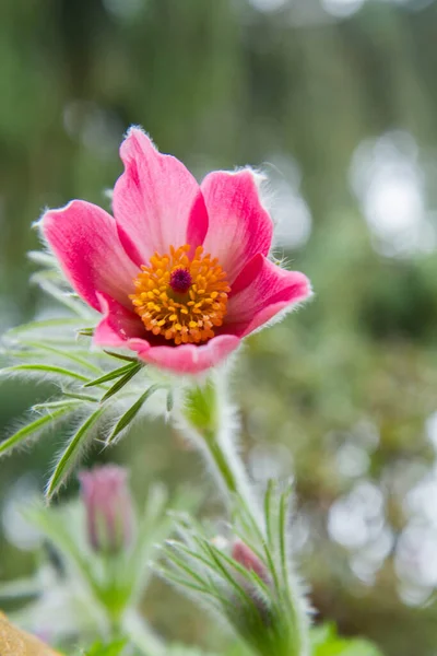 庭に咲く桃の花 — ストック写真