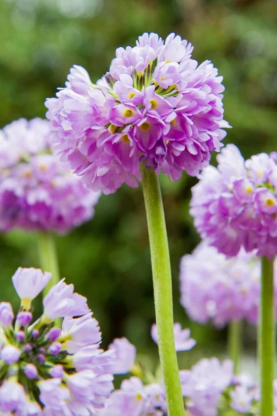 在花园里盛开的稻草 Primula Denticulata — 图库照片