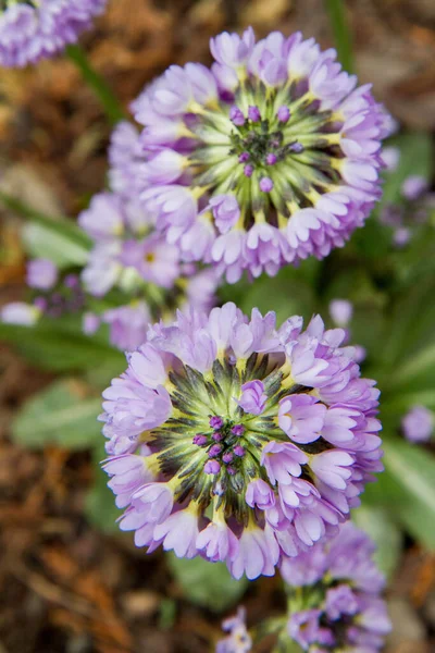 Primula Primula Denticulata Kvetoucí Zahradě — Stock fotografie