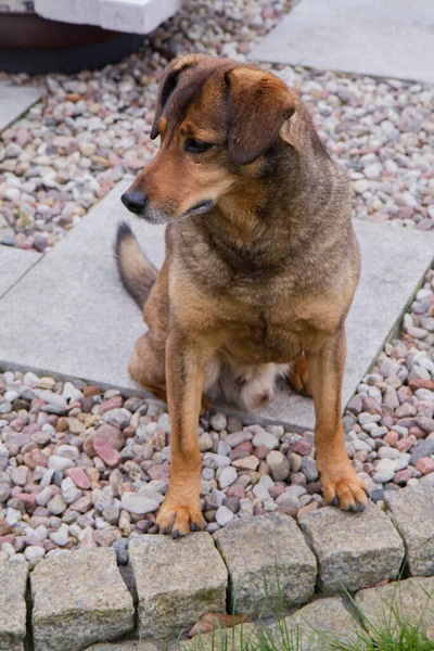 Brown Dog Sitting Garden Looking Sad — Stock Photo, Image