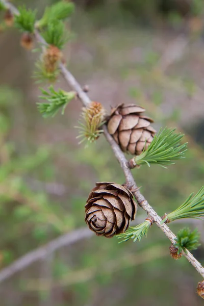 Larch Branch Early Spring Fresh Foliage Cones Growing Out — Stock Photo, Image