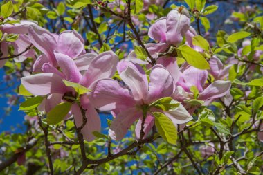 Manolya baharda açar, mavi gökyüzüne doğru yükselir.