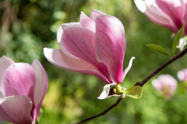 Manolya baharda çiçek açar.
