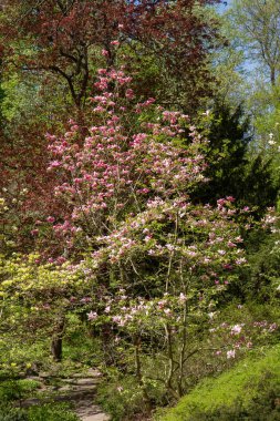 Manolya baharda bir bahçede çiçek açıyor.