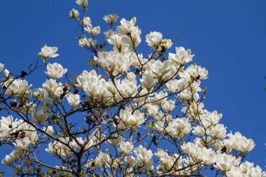 Manolya baharda açar, mavi gökyüzüne doğru yükselir.
