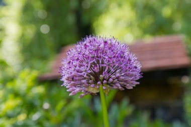 Dev Soğan (Allium Giganteum) bir bahçede çiçek açıyor