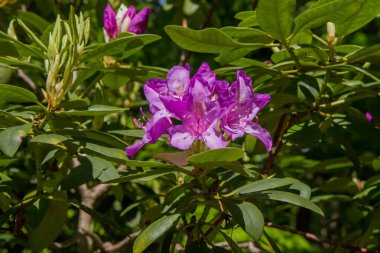 Bahçede çiçek açan Azalea çalısı