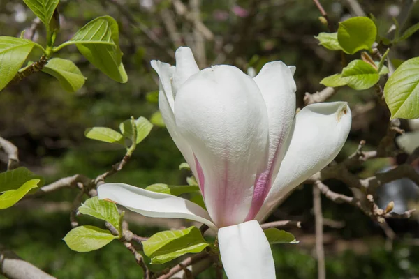 Magnolia Kwitnąca Wiosną — Zdjęcie stockowe