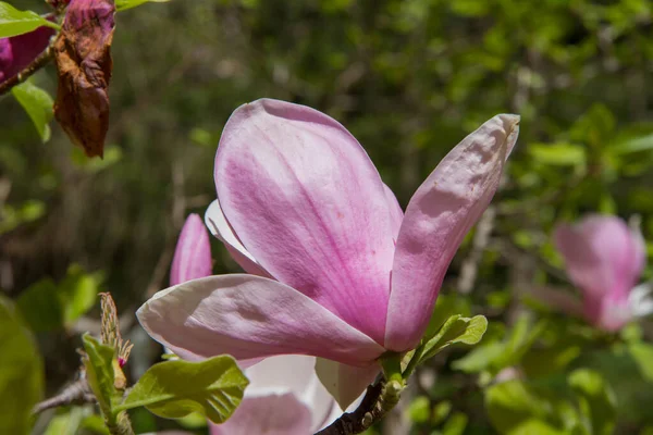 Magnolia Kwitnąca Wiosną — Zdjęcie stockowe