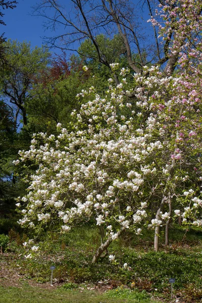 Magnolia Florescendo Primavera Jardim — Fotografia de Stock