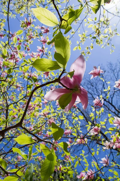 Magnolia Blooming Spring Seen Upwards Blue Sky — Stock Photo, Image