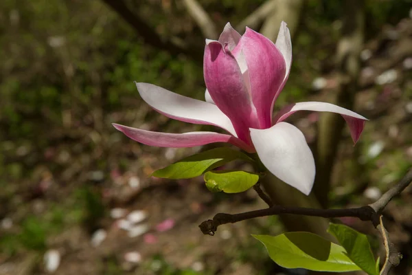 Magnolia Florescendo Primavera — Fotografia de Stock