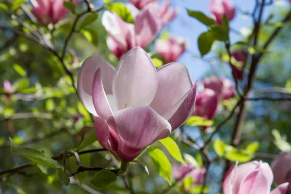 Magnolia Blooming Spring — Stock Photo, Image