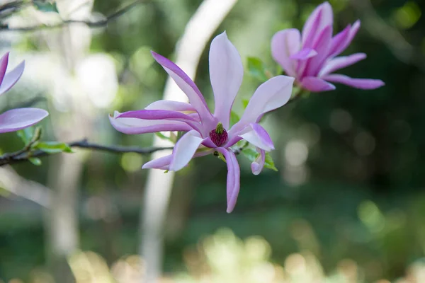 Magnolia Blooming Spring — Stock Photo, Image