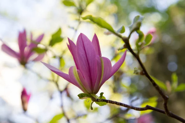 Magnolia Blooming Spring — Stock Photo, Image