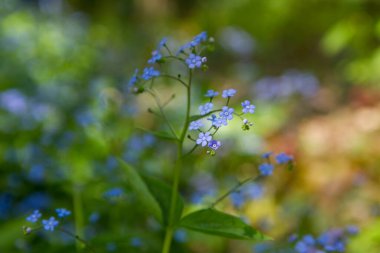 Brunnera bitkisi baharda çiçek açıyor.