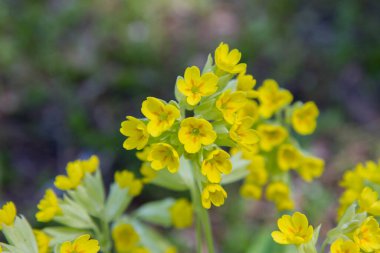 Çuha çiçeği (Primula veris) bitkisi çiçek açıyor