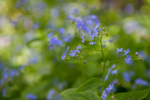 Brunnera Pflanze Blüht Frühling — Stockfoto
