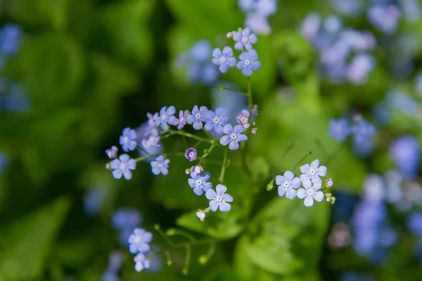 Brunnera Pflanze Blüht Frühling — Stockfoto