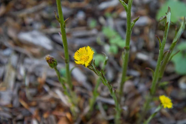 Planta Coltsfoot Tussilago Farfara Florescendo — Fotografia de Stock