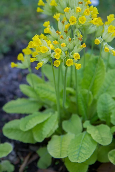 Cowslip Primrose Primula Veris Plant Bloeien — Stockfoto