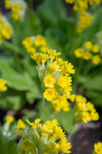 Prímula Cowslip Primula Veris Floração Planta — Fotografia de Stock