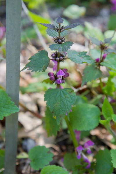 Planta Ortiga Muerta Manchada Lamium Maculatum Floreciendo Jardín —  Fotos de Stock