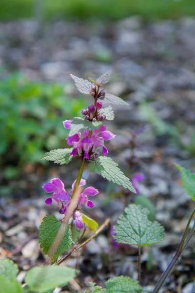 Planta Ortiga Muerta Manchada Lamium Maculatum Floreciendo Jardín — Foto de Stock