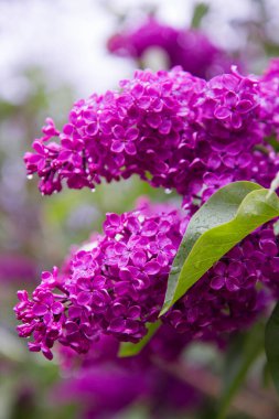 İlkbaharda açan yaygın leylak (şırınga vulgaris)