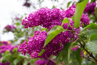 Common lilac (Syringa vulgaris) blooming in spring clipart