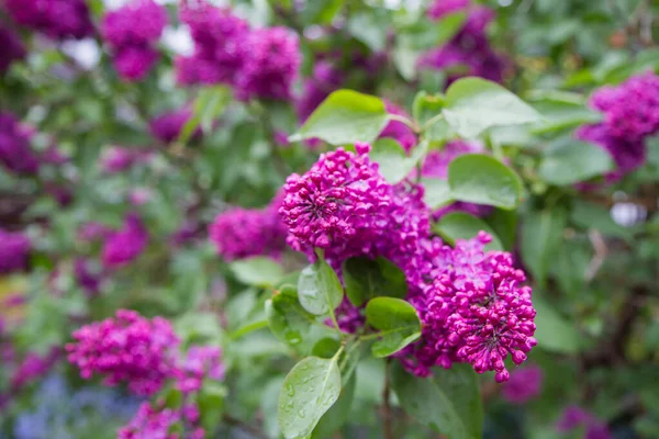 Vanlig Lila Syringa Vulgaris Blommar Våren — Stockfoto