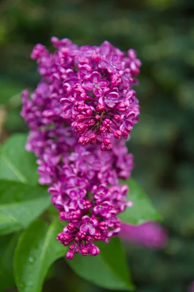 Vanlig Lila Syringa Vulgaris Blommar Våren — Stockfoto