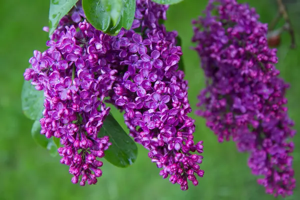 Flieder Syringa Vulgaris Blüht Frühling — Stockfoto