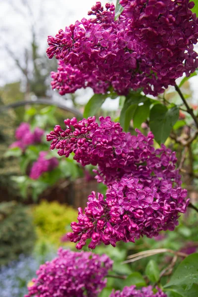 Vanlig Lila Syringa Vulgaris Blommar Våren — Stockfoto