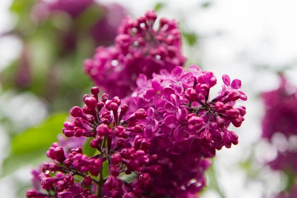 Цветущая Весной Обыкновенная Сирень Syringa Vulgaris — стоковое фото