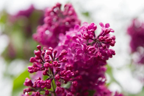 Flieder Syringa Vulgaris Blüht Frühling — Stockfoto