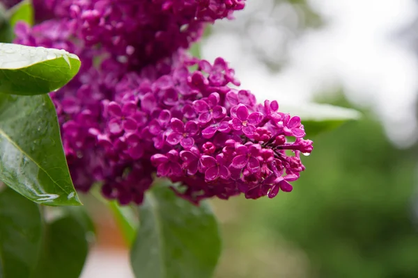 Vanlig Lila Syringa Vulgaris Blommar Våren — Stockfoto