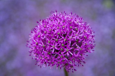 Dev Soğan (Allium Giganteum) bir bahçede çiçek açıyor