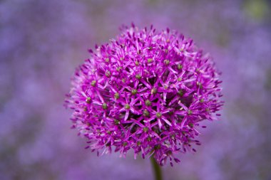 Dev Soğan (Allium Giganteum) bir bahçede çiçek açıyor