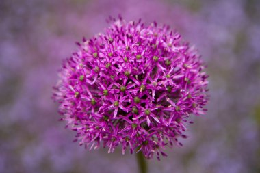 Dev Soğan (Allium Giganteum) bir bahçede çiçek açıyor
