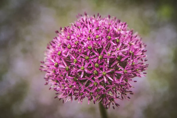 Cebula Olbrzymia Allium Giganteum Kwitnąca Ogrodzie — Zdjęcie stockowe