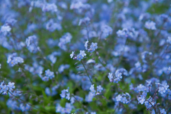 Oubliez Moi Pas Plante Fleurissant Avec Des Fleurs Bleues — Photo