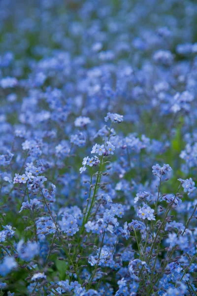 Glömma Mig Inte Planta Blommar Med Blå Blommor — Stockfoto