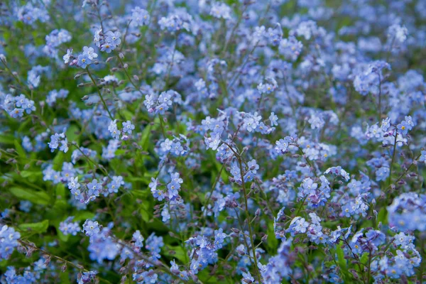 Oubliez Moi Pas Plante Fleurissant Avec Des Fleurs Bleues — Photo