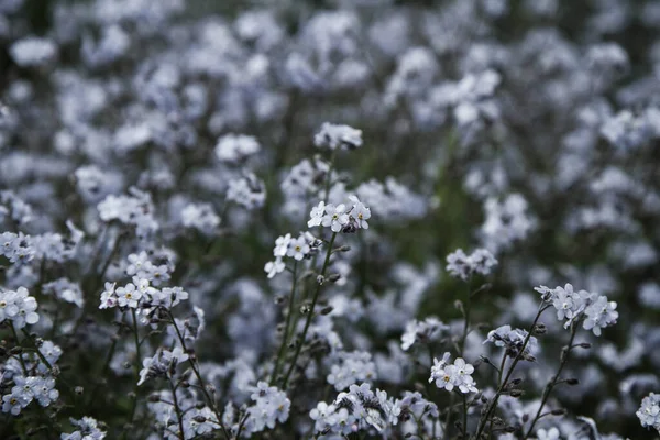 Esqueça Não Planta Florescendo Com Flores Azuis — Fotografia de Stock