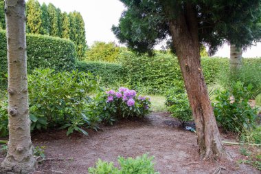 Rododendron çalısı bahçedeki diğer bitki ve ağaçların arasında çiçek açıyor, görülebilir bir hortumla.