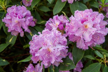 Rododendron çalısı, bahçede mor çiçeklerle çiçek açıyor.