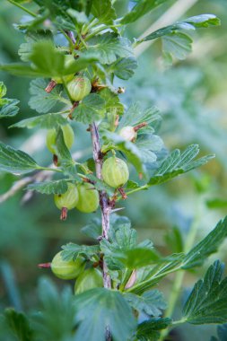 Bahçedeki bir çalılıkta yetişen Bektaşi üzümü