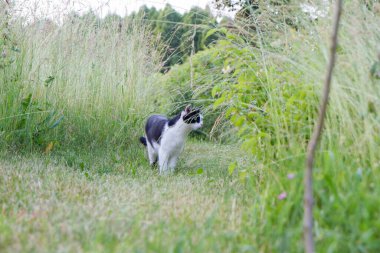 Bahçedeki çimlerin arasında yürüyen siyah beyaz kedi 